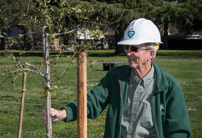 Ray Tretheway standing next to a newly planted tree