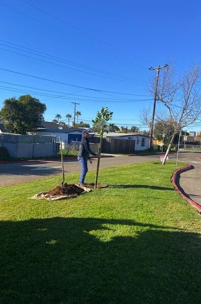 Volunteer planting a tree